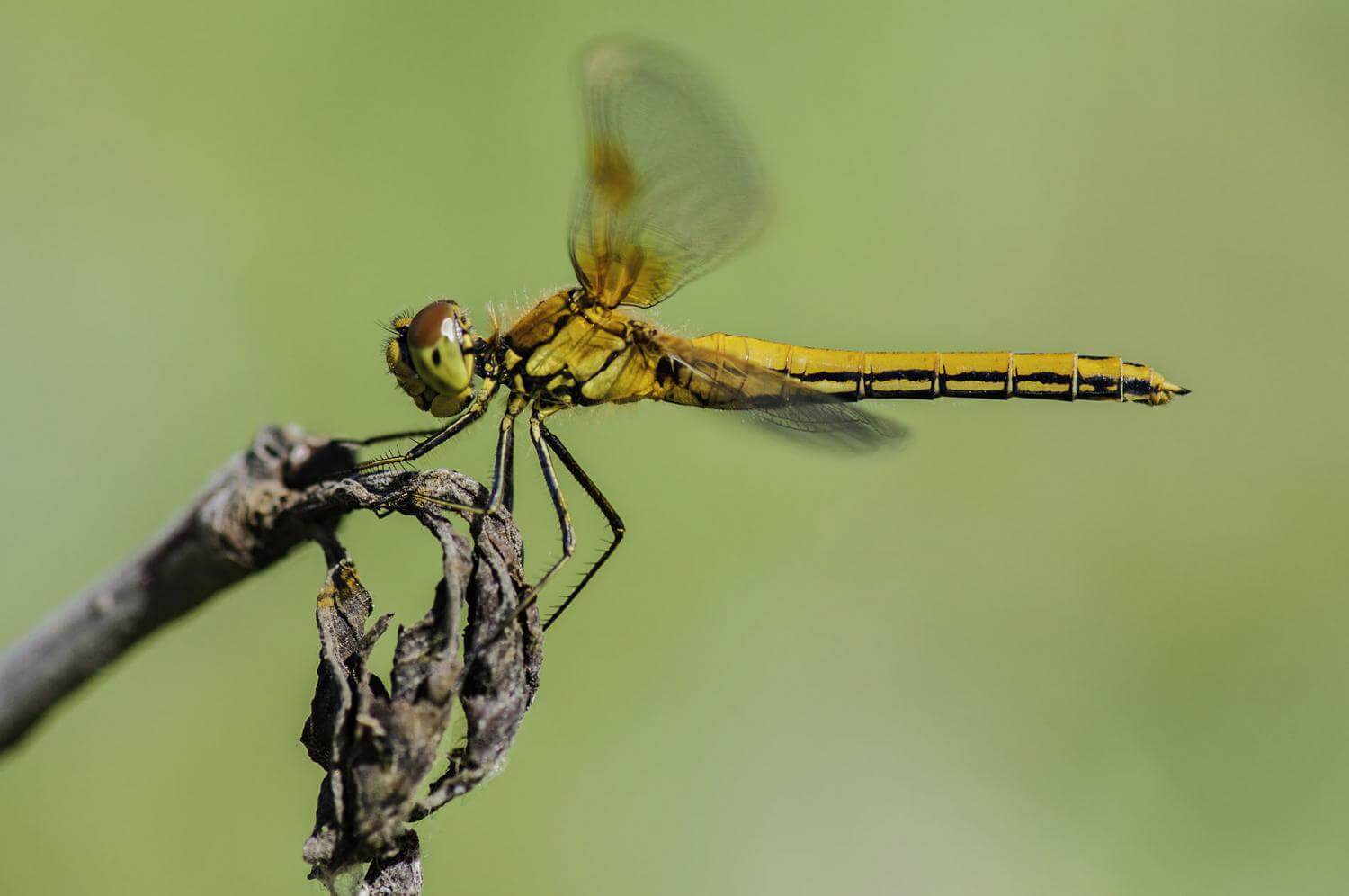 Female Sympetrum falveolum by Maxim Spirin